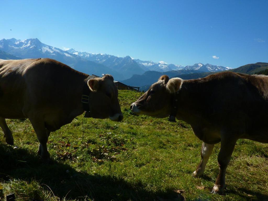 Breierhof Apartman Zell am Ziller Kültér fotó
